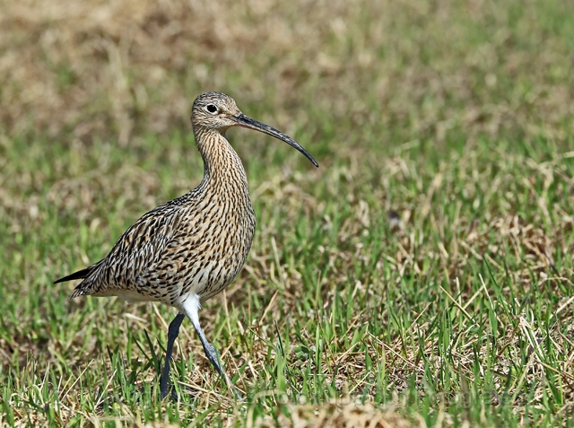 IMG_2333 alm14_k.jpg - Storspoven